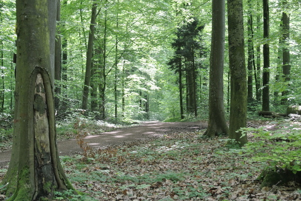 'Wandern in schattigen Laubw�ldern'