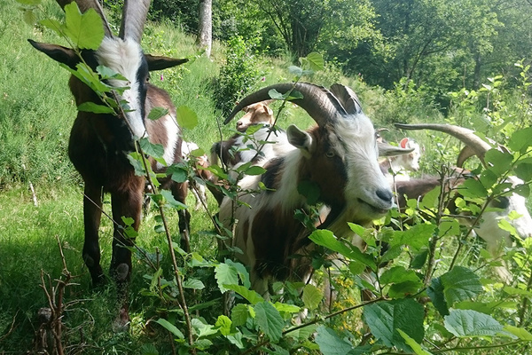 Unsere Ziegen bei der Landschaftspflege