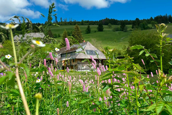 Wildblumenparadies im Frhling