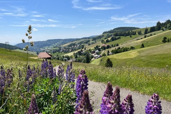 Todtnauberg im Frhling