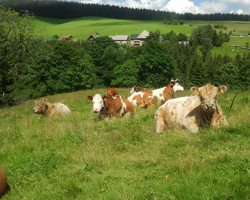 Farnbauernhof Schnwald (Schnwald)