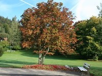 (Bildnachweis: Mit freundlicher Genehmigung der Tourist Information Enzklösterle) (Bildnachweis: Mit freundlicher Genehmigung der Tourist Information Enzklösterle)