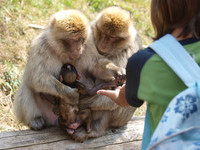  (Bildnachweis: Vogelpark-Steinen)