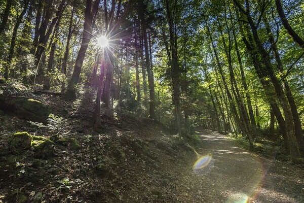 Wandern auf dem Murgtalpfad  Bildnachweis: Hotzenwald Tourismus GmbH