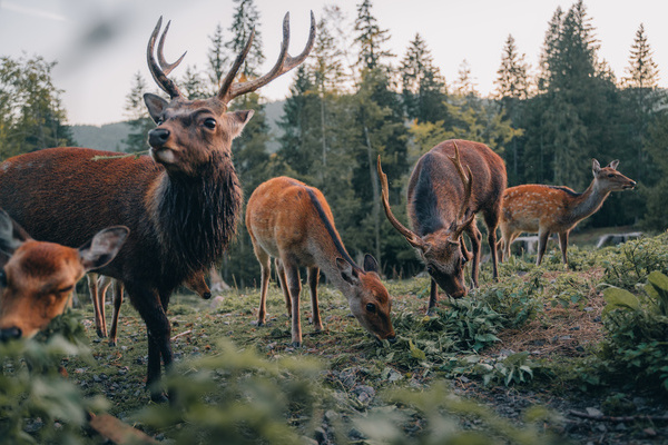 Hirsche im Wildgehege St. Blasien Bildnachweis:  Hochschwarzwald Tourismus GmbH