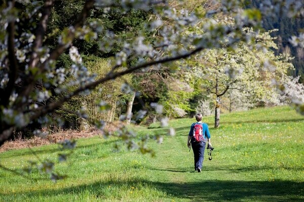 Schwarzwaldsteig Bad Peterstal-Griesbach Bildnachweis: &copy; KTG Bad Peterstal-Griesbach/Beate Wand